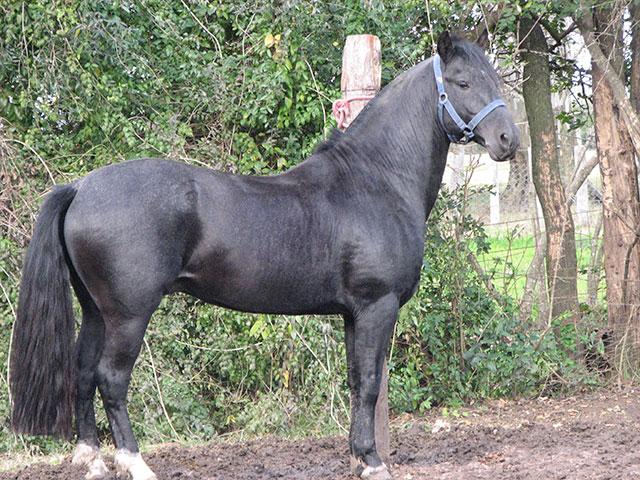 Pampino Abuelo